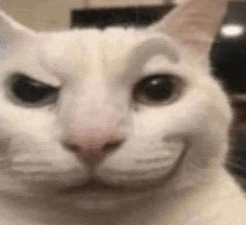 a close up of a white cat 's face with a smirk on its face .