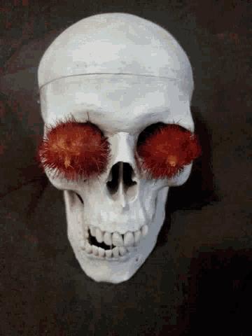Skull Close Up GIF - Skull Close Up Skeleton GIFs