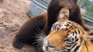 a tiger and a bear are playing with each other