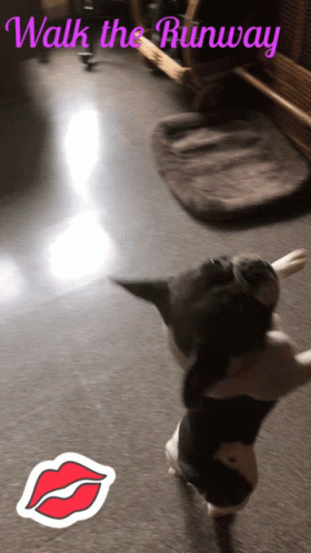 Frenchie Love GIF - Frenchie Love Wakeup GIFs