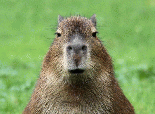Ur Mom Capybara GIF - Ur Mom Capybara GIFs