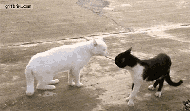 Fight Me GIF - Fight Me Cat GIFs