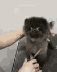a person is grooming a small black dog with scissors .