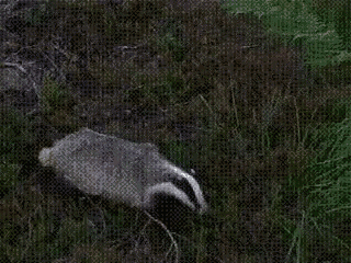 Fun Animal GIF - Fun Animal Badger GIFs