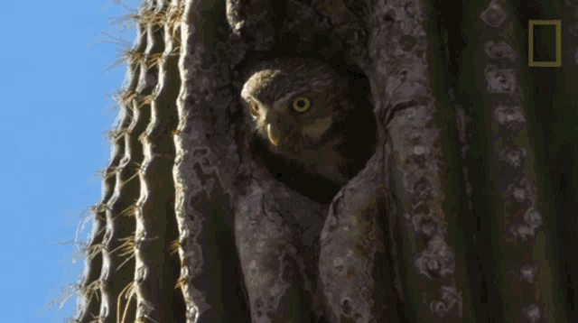Good Morning Owls Have Superior Senses GIF - Good Morning Owls Have Superior Senses Eye Blink GIFs