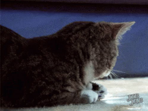 Look Cat GIF - Look Cat What GIFs