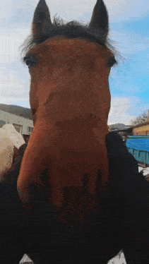 a close up of a brown horse 's face with a blue tarp in the background
