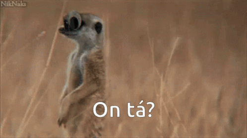 Meerkat Cute GIF - Meerkat Cute Adorable GIFs