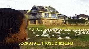 Chickens Look GIF - Chickens Look Pointing At GIFs