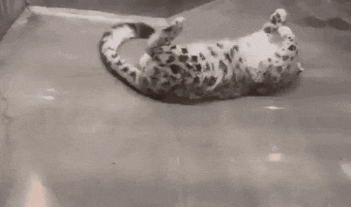a black and white photo of a snow leopard laying on its back on the floor .