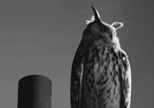 a black and white photo of an owl sitting on a post