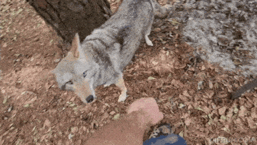 Coyote Scooter GIF - Coyote Scooter Paw GIFs