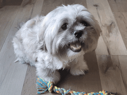 a small white dog laying on a wooden floor