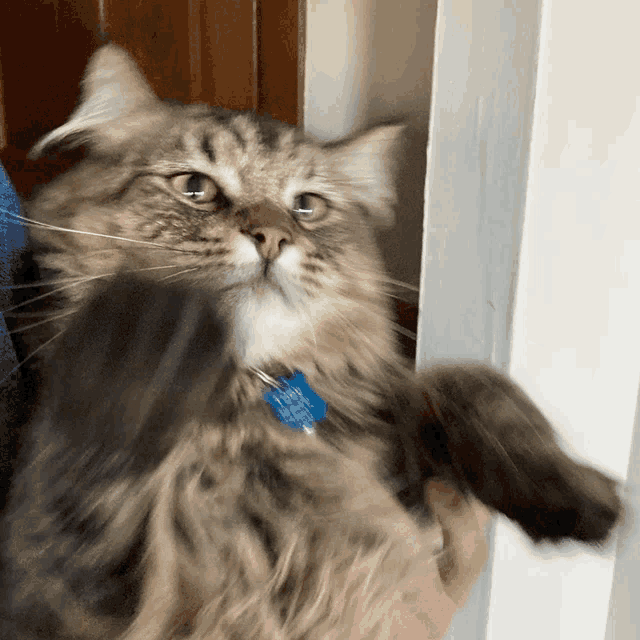 a person is holding a cat with a blue tag that says " harry "