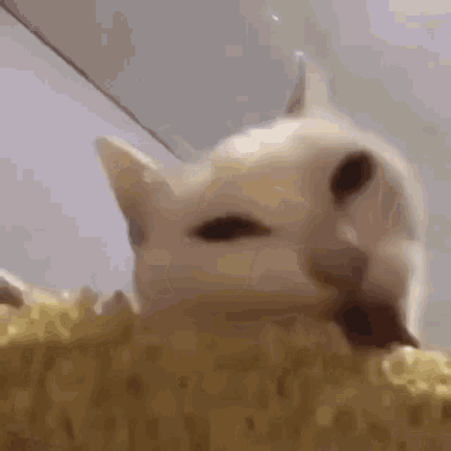 Cat Eating Corn GIF - Cat Eating Corn GIFs