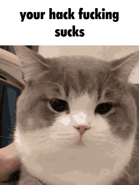 a gray and white cat with the words your hack fucking sucks written above it