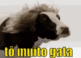 a black and white cow with a wig on its head and the words to muito gata below it .