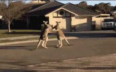 Kangaroo Fight GIF - Australia Kangaroos Fighting GIFs