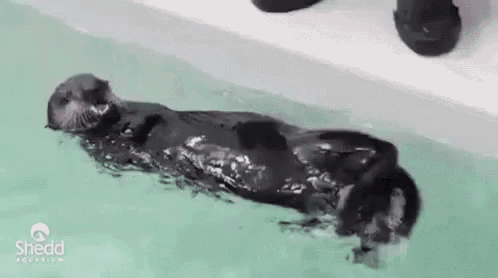a sea otter is swimming in a pool with a person standing behind it .
