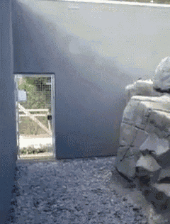 Yes! My Human Has Brought Forth The Offerings!! GIF - Cat Jump GIFs
