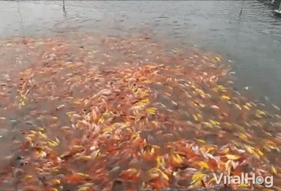 Fishies Goldfish GIF - Fishies Goldfish Pond GIFs