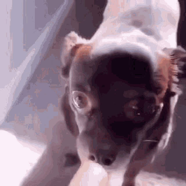 Mitskidiamandis Dog GIF - Mitskidiamandis Dog Hot GIFs