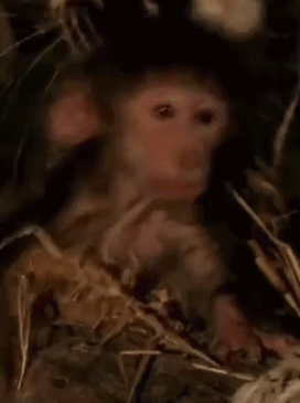 Monkey Looks Down Monkey Accepts Death GIF - Monkey Looks Down Monkey Accepts Death Monkey Closes Eyes GIFs