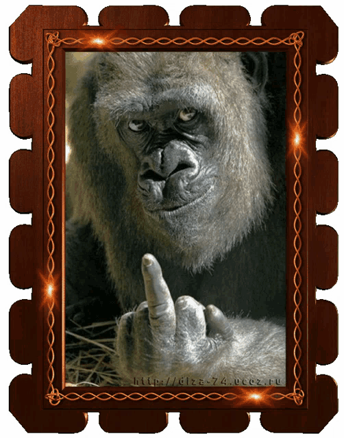 Ape Monkey GIF - Ape Monkey Nods GIFs