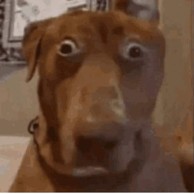 a brown dog with big eyes is looking at the camera .