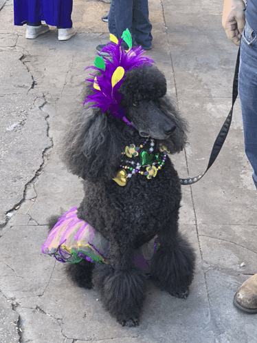 Mardi Gras Dog GIF - Mardi Gras Dog GIFs