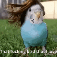 a blue parakeet with long hair is standing in the grass with the words `` that fucking bird that i love '' .
