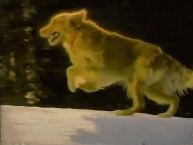 a dog is jumping in the air while standing in the snow .