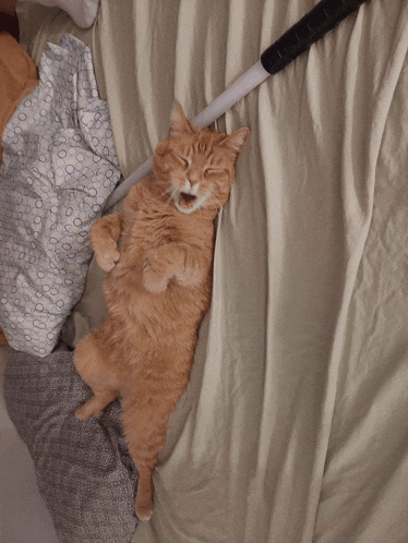 a cat is laying on its back on a bed with its eyes closed