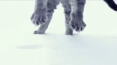 Slow Mo Snow GIF - Cat Snow Winter GIFs