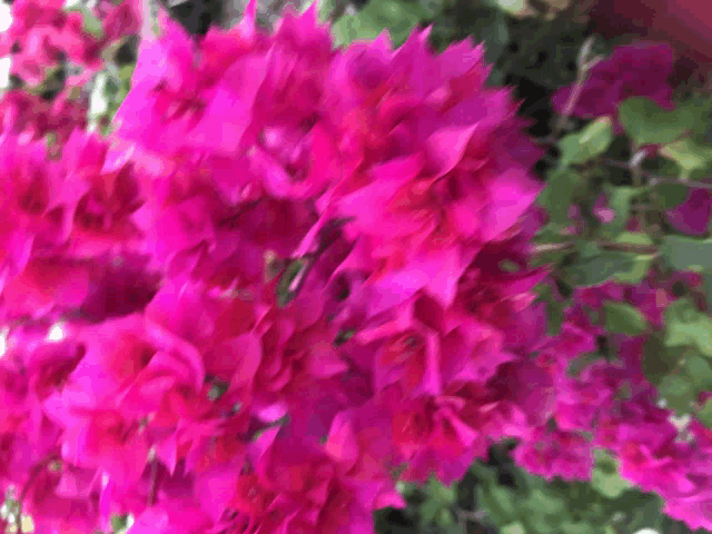 a bunch of pink flowers are growing on a bush