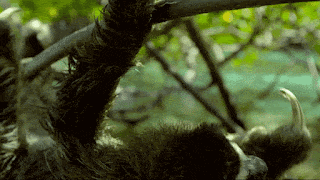 a sloth is hanging upside down from a tree branch in the jungle .