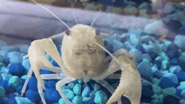 Crawfish Crayfish GIF - Crawfish Crayfish Mudbug GIFs