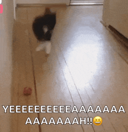a cat is playing with a red ball on a wooden floor and says yeeeeeeeeeaaa aaaaaah