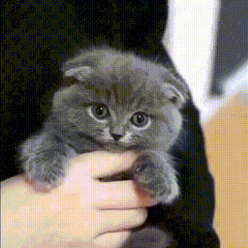a person is holding a small gray cat in their hands .