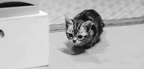 Sneak GIF - Sneaky Sneak Cat GIFs