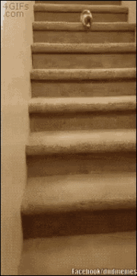 a cat is walking up a set of stairs .