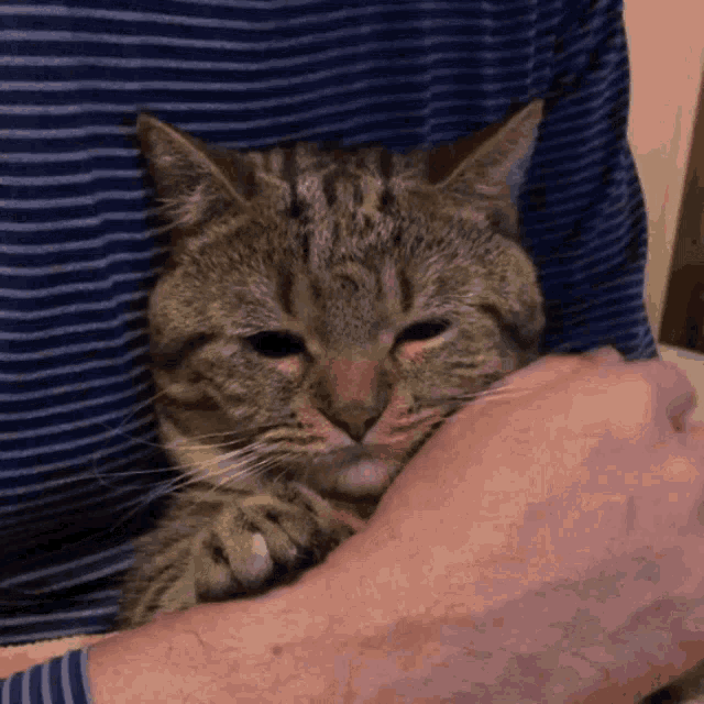 a cat is being petted by a person wearing a blue striped shirt