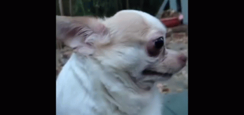Annoyed Dog GIF - Annoyed Dog Stare GIFs