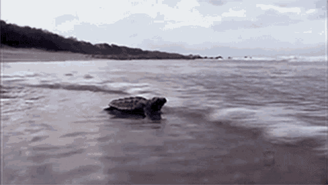 Baby Turtle National Geographic GIF - Baby Turtle National Geographic Baby Turtle Swimming Frenzy GIFs