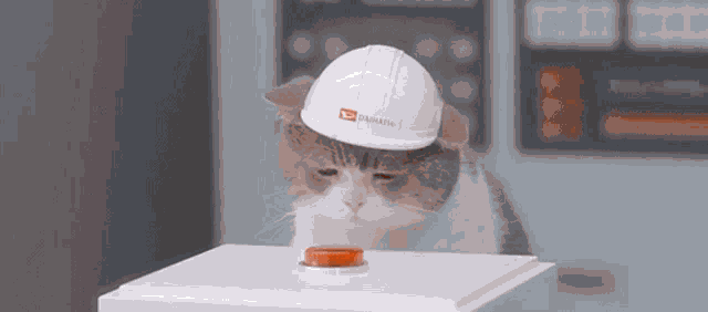 a cat wearing a white helmet that says daihatsu