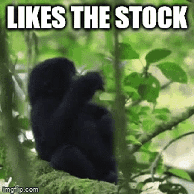 Gorilla Baby GIF - Gorilla Baby Cute GIFs