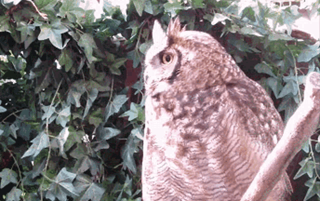 соваfilin Owl GIF - соваfilin Owl Stare GIFs