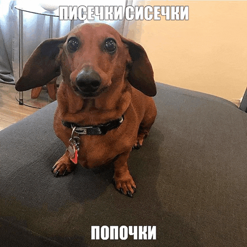 a dachshund is sitting on a couch with a russian caption