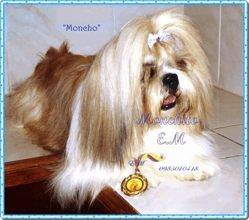 a picture of a dog with the name moncho