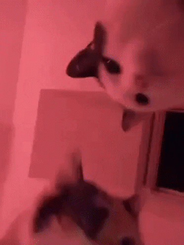 Rave Cats GIF - Rave Cats GIFs